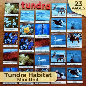 May include: A colorful set of 23 flashcards featuring images of animals, plants, and landscapes found in the tundra biome. The cards include images of caribou reindeer, puffins, snowy owls, arctic crocus, tundra swans, bighorn sheep, and more. The cards are labeled with the name of each animal or plant. The text "Tundra Habitat Mini Unit" is displayed at the bottom of the image.
