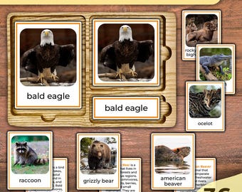Könnte beinhalten: Lehrreiches Holzspiel über nordamerikanische Tiere. Enthält Karten mit Bildern von Weißkopfseeadlern, Waschbären, Grizzlybären und amerikanischen Bibern. Das Spiel hat auch Karten mit einem Ozelot, einem Alligator und einem Dickhornschaf. Das Spiel ist mit "36 Tiere" beschriftet.