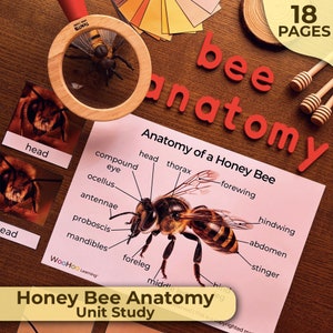Puede incluir: Un diagrama ilustrado rosa y blanco de una abeja con etiquetas para la cabeza, el tórax, el ala delantera, el ala trasera, el abdomen, el aguijón, el ojo compuesto, el ocelo, las antenas, la probóscide y las mandíbulas. El texto "Anatomía de una abeja" está en la parte superior del diagrama. El texto "Estudio de la anatomía de la abeja" está en la parte inferior del diagrama.