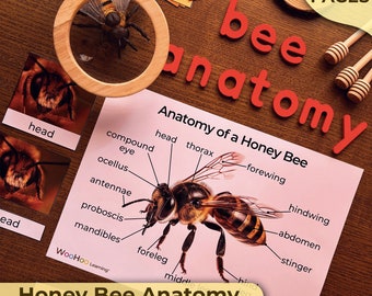 Anatomie einer Honigbiene, Teile einer Biene, Anatomie einer Biene, Teile einer Anatomie einer Honigbiene, Poster, Teile des Körpers einer Biene, Körperteile einer Honigbiene