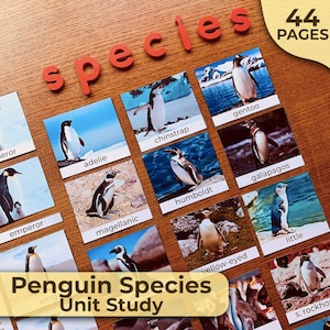 Penguin Species Penguin Identification Penguins Species Unit Study Montessori Unit Study Nature Unit Study Penguins Information Cards