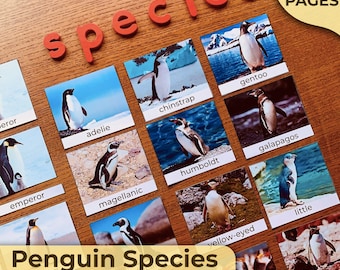 Pinguin-Arten Pinguin-Bestimmung Pinguine Arten Einheit Studie Montessori Einheit Studie Natureinheit Studie Pinguine Informationskarten