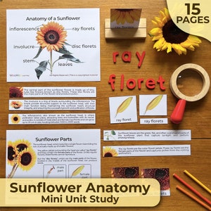 Op de afbeelding: Een kleurrijke educatieve poster en flashcards over de anatomie van een zonnebloem. De poster toont een zonnebloem met labels voor de verschillende delen, waaronder de straalbloemen, de schijfbloemen, de stengel, de bladeren en de omwindsel. De flashcards tonen close-ups van de straalbloemen en schijfbloemen.