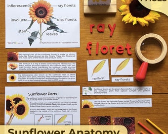 Teile einer Sonnenblume, Anatomie-Poster, Sonnenblume, Teile einer Sonnenblumenpflanze, Montessori-Einheit, Montessori-Naturwissenschaften, Montessori-Einheitsstudie