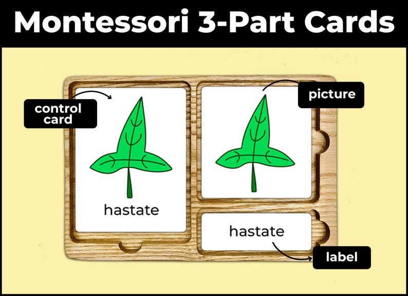 Types of Leaves Classification Leaf Types Sorting Activity Montessori ...
