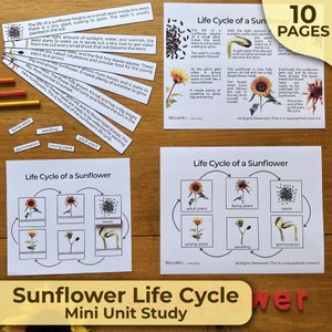 Sunflower Life Cycle Sunflower Unit Study Sunflower Growth Stages Sunflower Life Cycle PDF Sunflower Life Cycle Unit Montessori Life Cycle