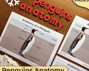 Pinguin-Anatomie Teile eines Pinguins Teile Pinguin-Anatomie-Display-Poster Alles über Pinguine Einheitsstudie Montessori-Einheit Montessori-Unterrichtsplan