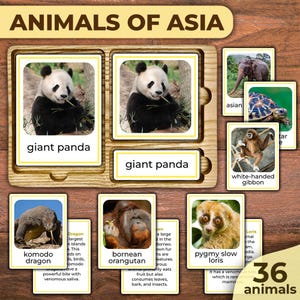 Animaux d'Asie Cartes Flash des animaux d'Asie Animaux d'Asie Cartes de nomenclature des animaux d'Asie Continents Montessori Animaux d'Asie