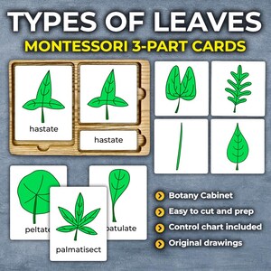 Könnte beinhalten: Ein Satz Montessori-3-Teile-Karten mit verschiedenen Blattformen. Die Karten enthalten Illustrationen von Blättern mit ihren entsprechenden Namen: hastata, peltata, palmatisect und batulata. Die Karten sind für die Verwendung in einem Botanik-Schrank konzipiert und leicht zu schneiden und vorzubereiten. Eine Kontrollkarte ist enthalten.
