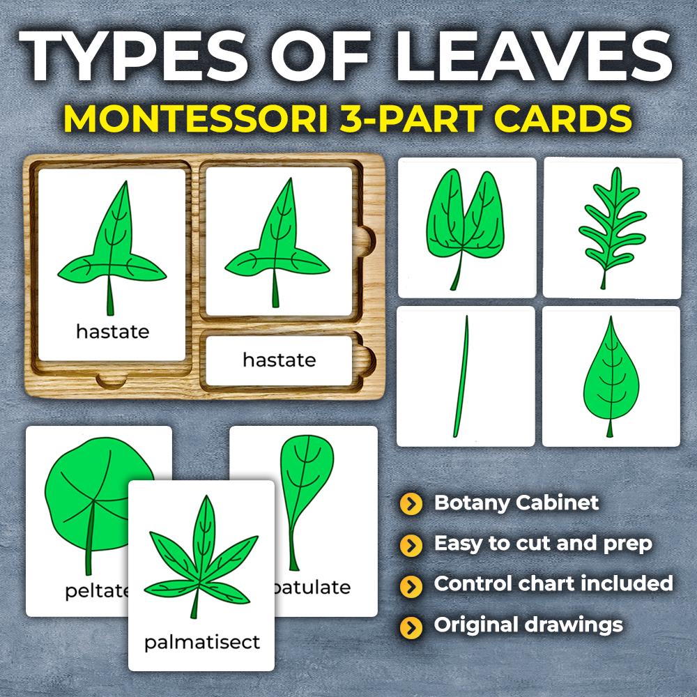 Botany Types Types of Leaves Classification Leaf Types Sorting Activity Montessori ...