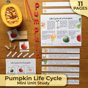 Levenscyclus van pompoen Werkblad Levenscyclus van pompoen Pompoenlevenscyclus Eenheid Levenscyclus van een pompoen Montessori-eenheid Studie Wetenschap Kleuterschool