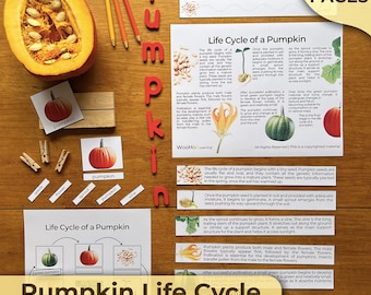 Pumpkin Life Cycle Pumpkin Life Cycle Worksheet Pumpkin Life Cycle Unit Life Cycle of a Pumpkin Montessori Unit Study Science Preschool