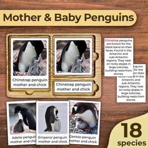 Mother and Baby Penguins Flash Cards Mother and Baby Animals Penguin Species Cards Penguin Types of Penguins of the world Montessori Cards
