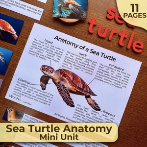 Puede incluir: Un diagrama ilustrado de la anatomía de una tortuga marina, que muestra la cabeza, el cuello, el caparazón, el plastrón y las aletas. El diagrama incluye el texto "Anatomy of a Sea Turtle" y "Sea Turtle Mini Unit".