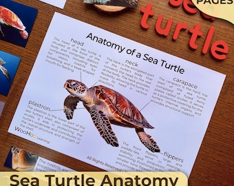 Sea Turtle Anatomy Sea Turtle Parts Anatomy of a Sea Turtle Montessori Unit Study Montessori Mini Unit Homeschooling Activities Nature Study
