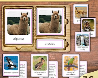 Tiere aus Südamerika Montessori Karteikarten mit farbigen Montessori-Tiermotiven Tiere der Welt