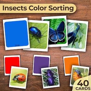 May include: A set of 40 color sorting cards featuring insects. The cards include images of insects in various colors, such as blue, red, purple, and orange. The cards also include color swatches for each color.