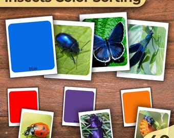 Insekten Passende Aktivität Insekten Farbsortierung Insekten Fehler und Insekten Matching Cards Insekten Matching-Spiel Karteikarten Insektenkarten