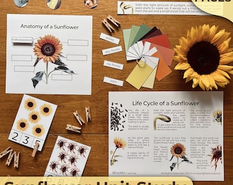 Sonnenblume Lebenszyklus Sonnenblume Anatomie Sonnenblume druckbare Naturstudie Montessori-Materialien Montessori Science Vorschul-Wissenschafts-Einheit