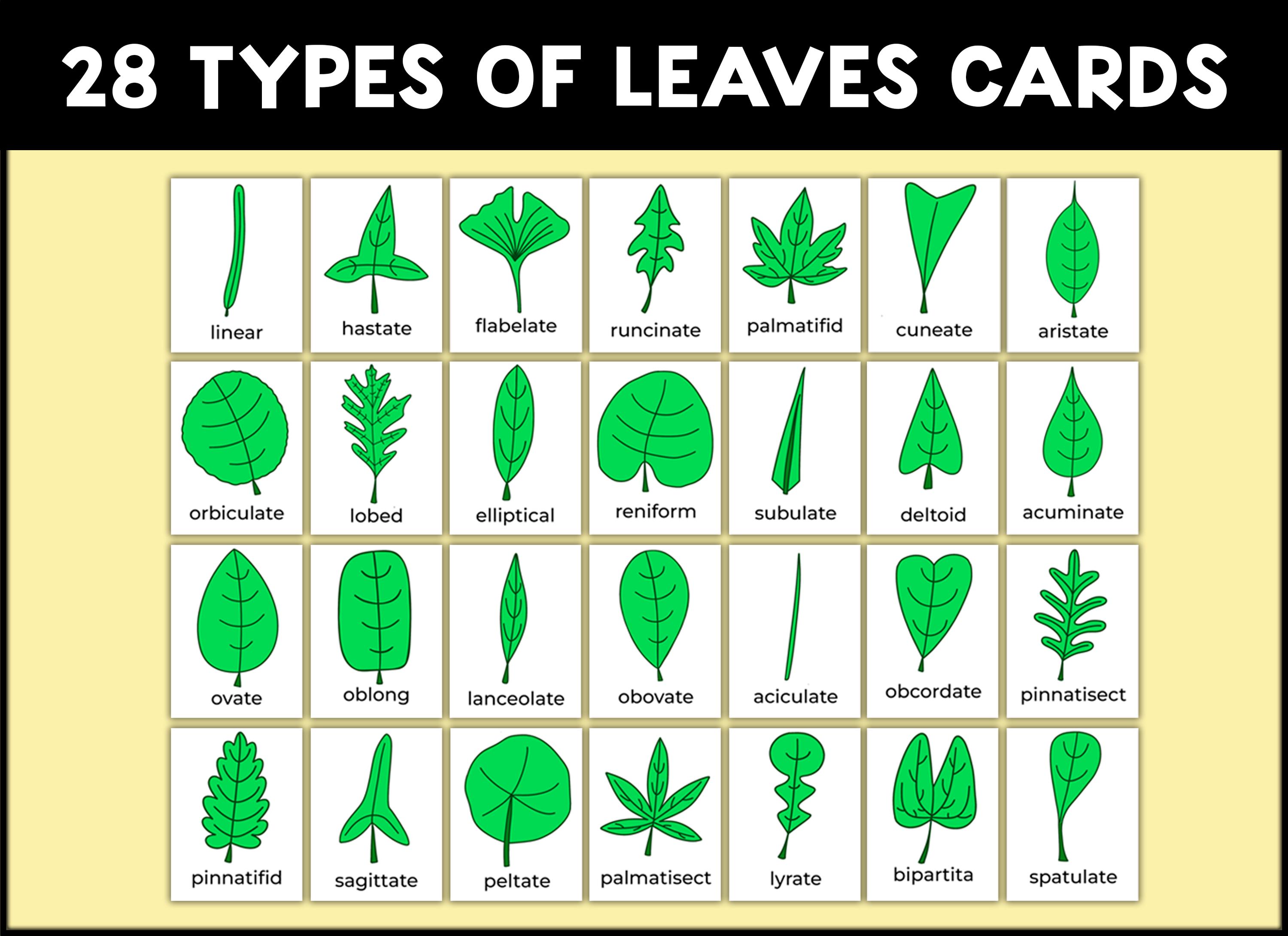 types-of-leaves-classification-leaf-types-sorting-activity-montessori