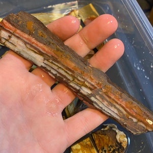 Puede incluir: Primer plano de una piedra larga y delgada, multicolor, con rayas marrones, blancas y rojas. La piedra est&aacute; mojada y parece estar en un recipiente con agua.