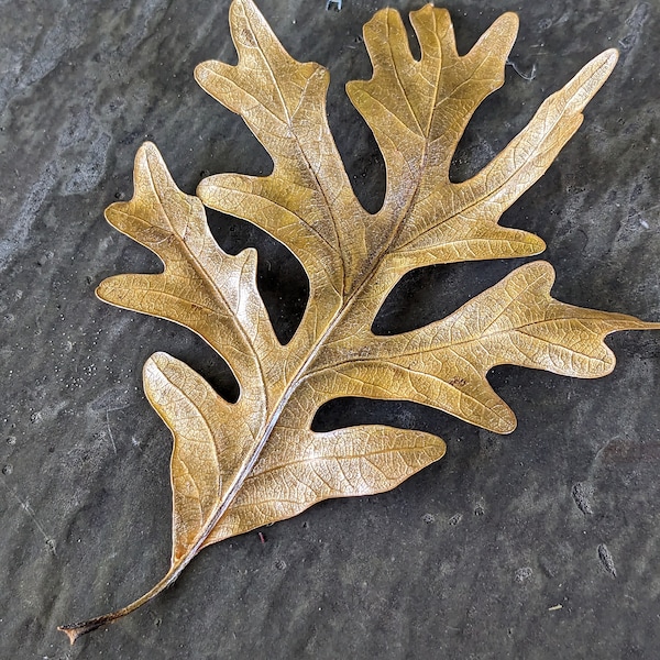 Painted and preserved White Oak leaves