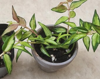 Hoya Bella "Luis Bois" en maceta de vivero - Completamente enraizada, con brotes nuevos. Se muestran las plantas exactas.