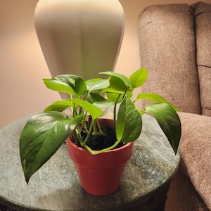 Pothos Variety Starter Plants
