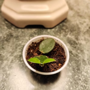 Hoya Mathilde Rooted Starter Plant