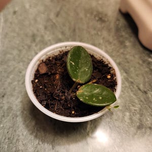 Hoya Mathilde Rooted Starter Plant