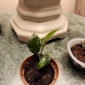 Hoya Krohniana Silver Splash Rooted Starter Plant