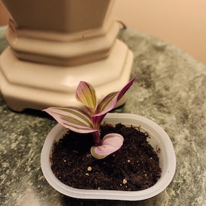Tradescantia Nanouk Bewurzelte Starterpflanze