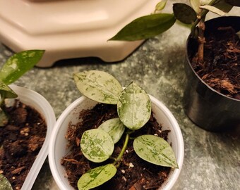 49 ホヤ　プビカリックス　pubicalyx シルバースプラッシュ　外斑入り 49 ホヤ プビカリックス pubicalyx シルバースプラッシュ 外斑入り 49