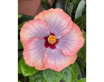 Roze botanische matte poster van de hibiscus | Verticale bloemenprint