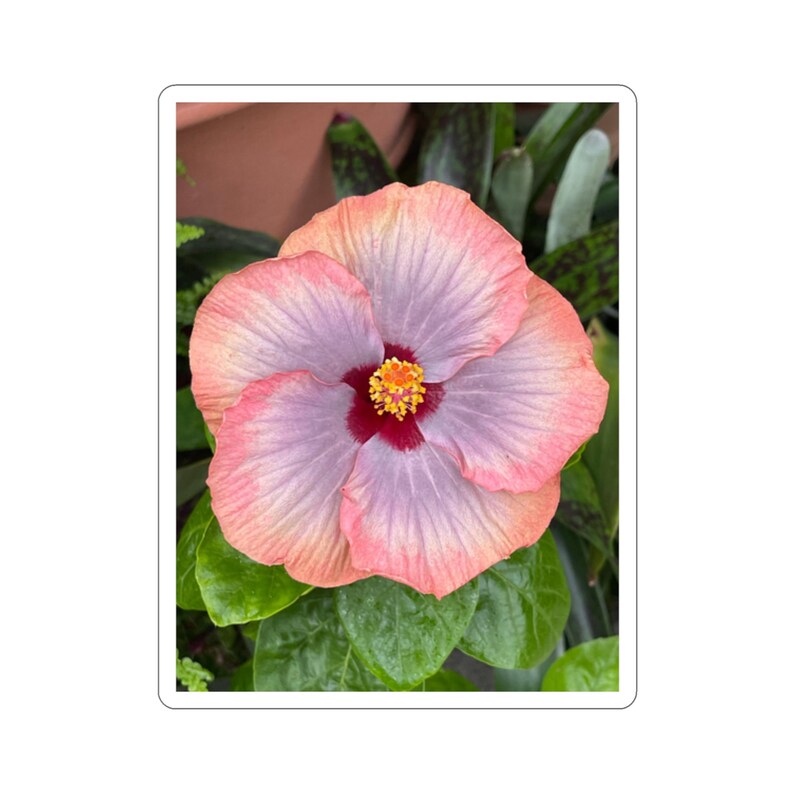 Perzikpaarse hibiscus sticker: Vinyl bloemensticker afbeelding 4