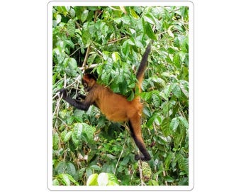 Sticker aap | Sticker Jungle dieren in het wild