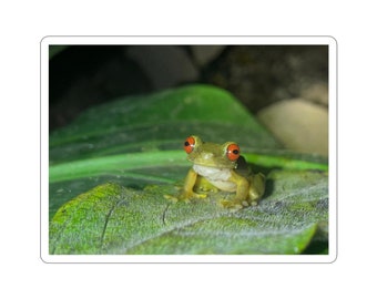Sticker roodogige boomkikker | Sticker regenwoud wilde dieren