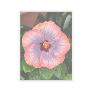 Perzikpaarse hibiscus sticker: Vinyl bloemensticker afbeelding 1