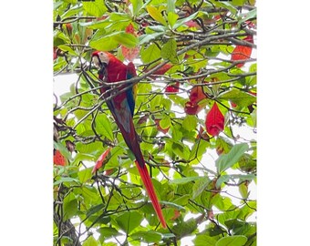 Matte verticale poster Scarlet Macaw Parrot | Muurkunst tropische vogel