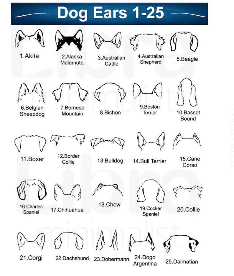 Puede incluir: Dibujos en blanco y negro de 25 razas de perros diferentes, cada uno mostrando la forma de las orejas del perro. Las razas est&aacute;n etiquetadas con los n&uacute;meros 1-25 y sus nombres. Orejas de perro 1-25.
