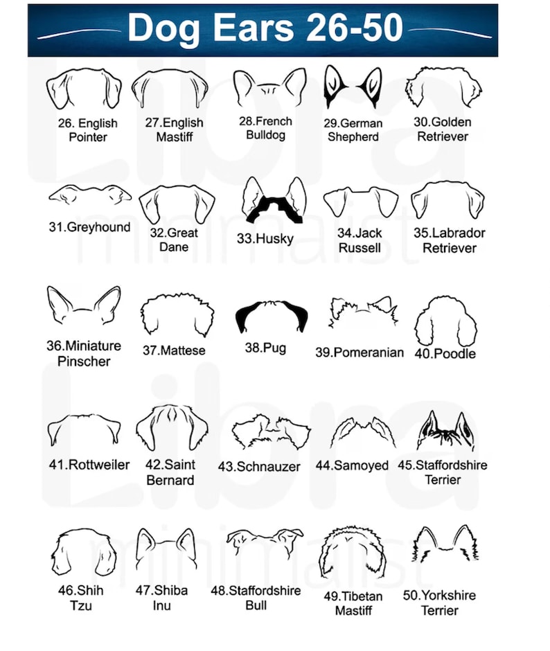 Puede incluir: Ilustraciones en blanco y negro de 25 razas de perros diferentes, mostrando las orejas de cada raza. Las ilustraciones est&aacute;n numeradas del 26 al 50. Las razas de perros se enumeran debajo de cada ilustraci&oacute;n.