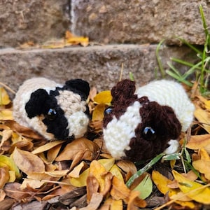 Guinea Pig