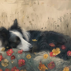 Border Collie Sheep Dog Downloadable artwork for printing 6000 x 4000 pixels