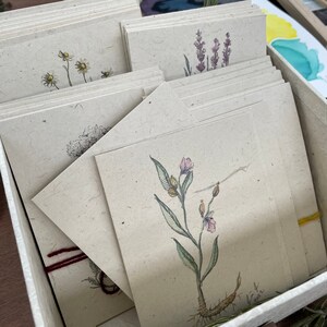 Conjunto de cartas de ervas