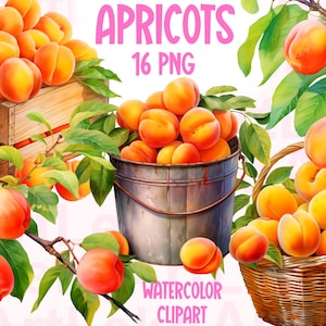 Aprikosen Aquarell Clipart, Obst Sommer, Aprikosen Druck, Orange Aprikose, Aprikose PNG-Bilder