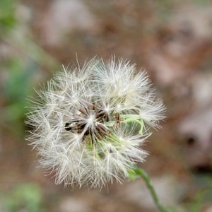 Dandelion Prints Set