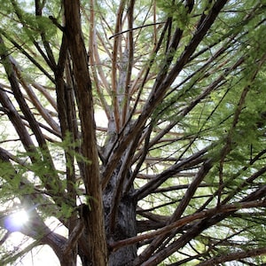 Cypress Tree Prints Set