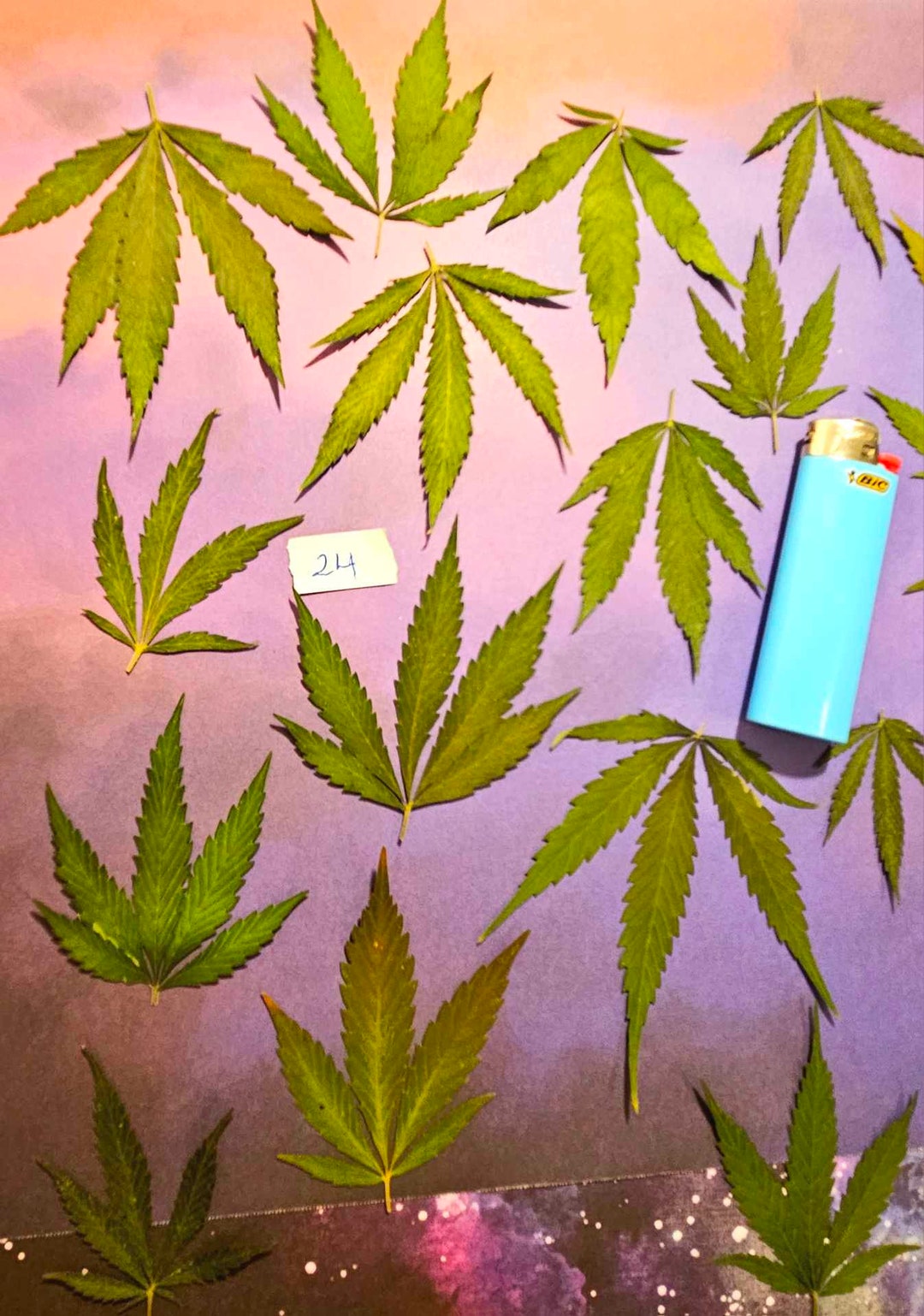 20 Naturally Dried Hemp Leaves Thcfree Botanical Art Etsy