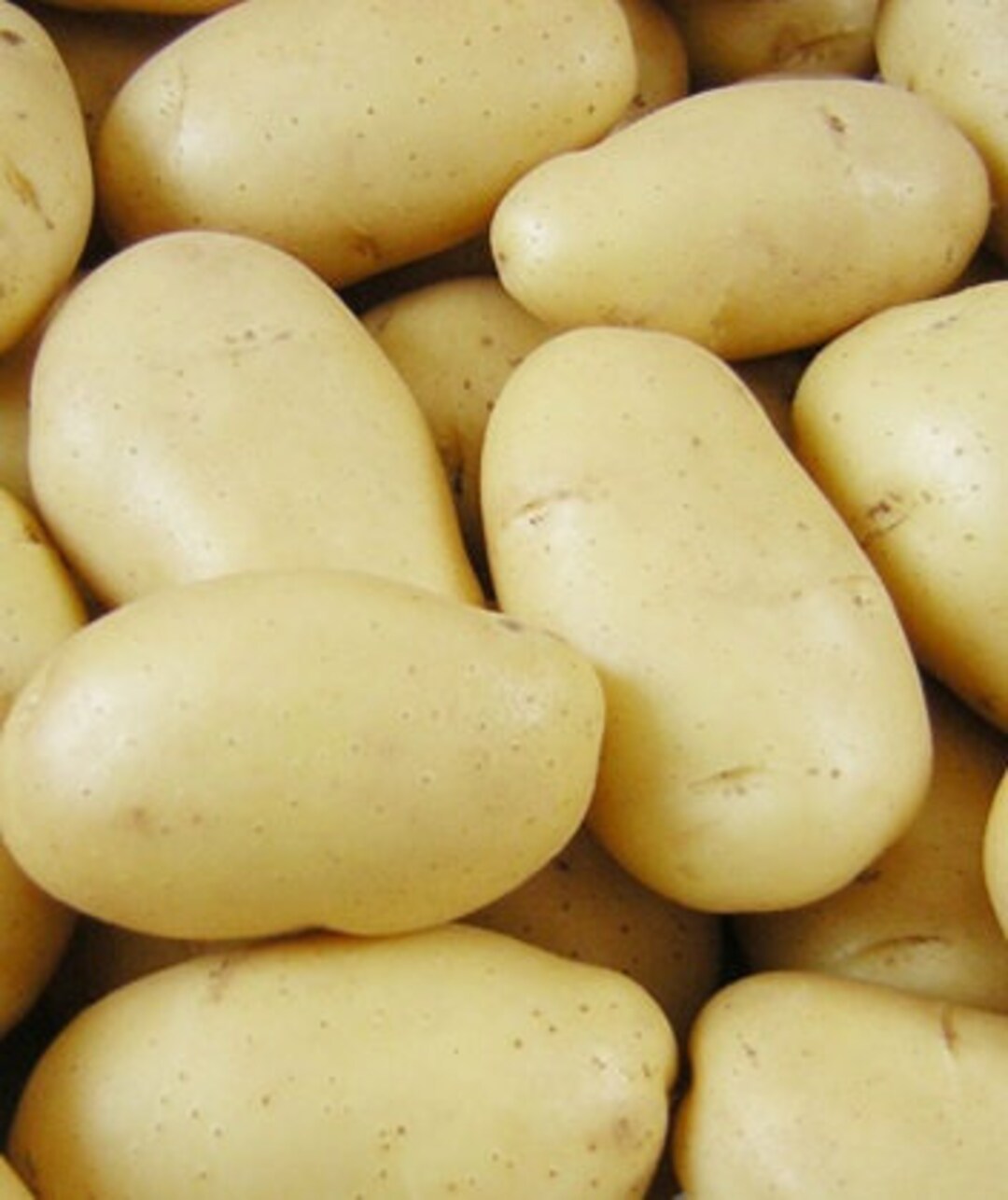 Organic Kennebec White Seed Potatoes Etsy