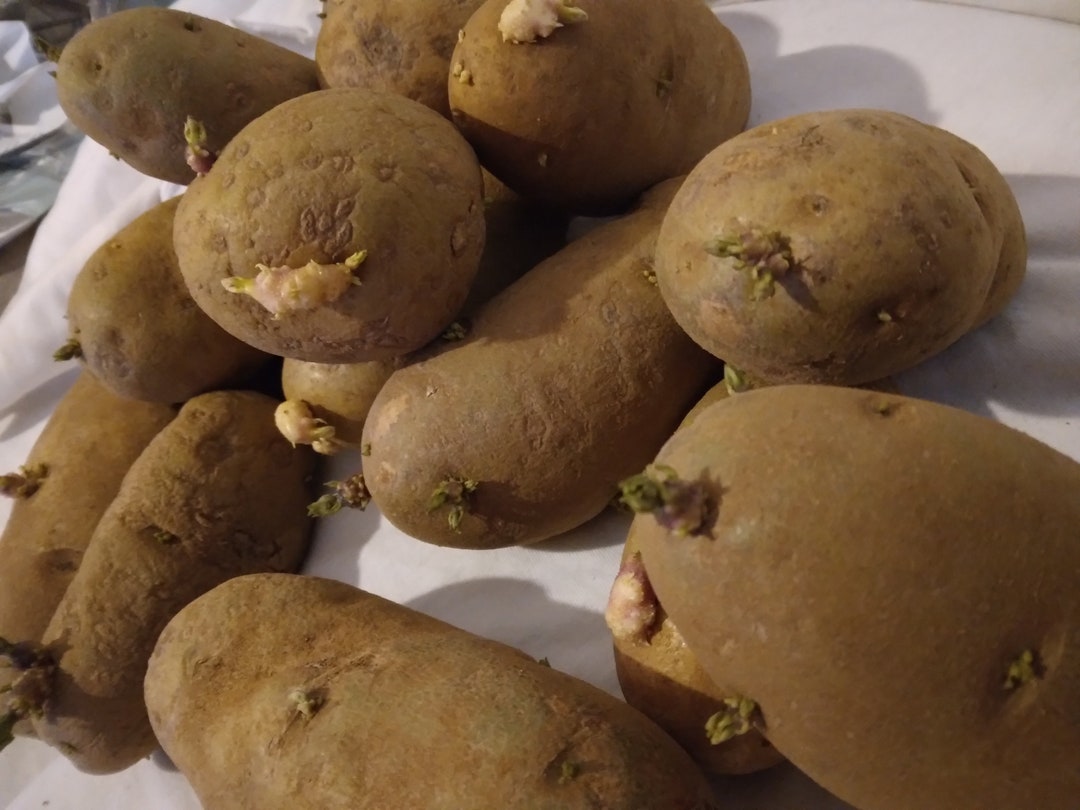 Organic Home Grown Idaho Russet Potatoes Etsy Canada